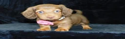Miniature Dachshund dogs for sale: AKC Alice - Ad 9