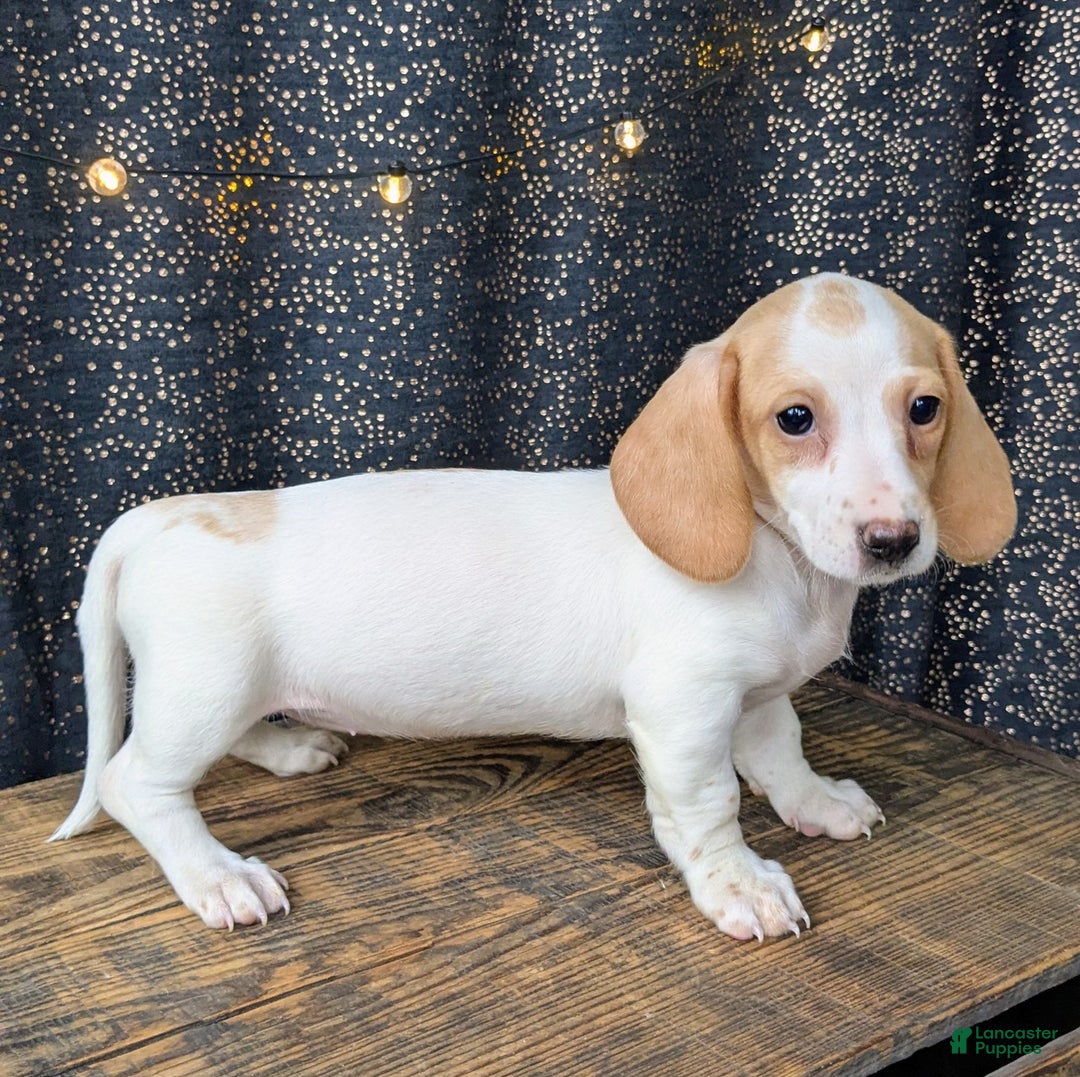 Dachshund dogs for sale: Tinsley  - Ad 3