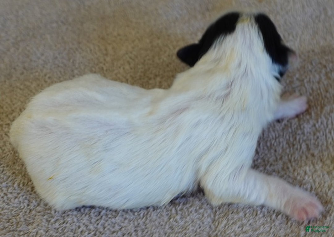 Yorkshire Terrier dogs for sale: Zuri exotic parti - Ad 4