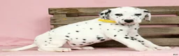 Dalmatian dogs for sale: Sprinkle - Ad 2