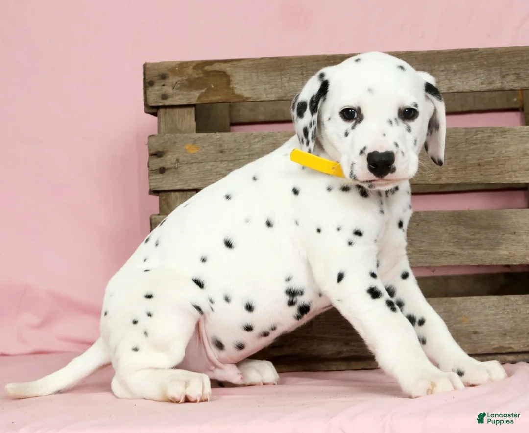 Dalmatian dogs for sale: Sprinkle - Ad 2