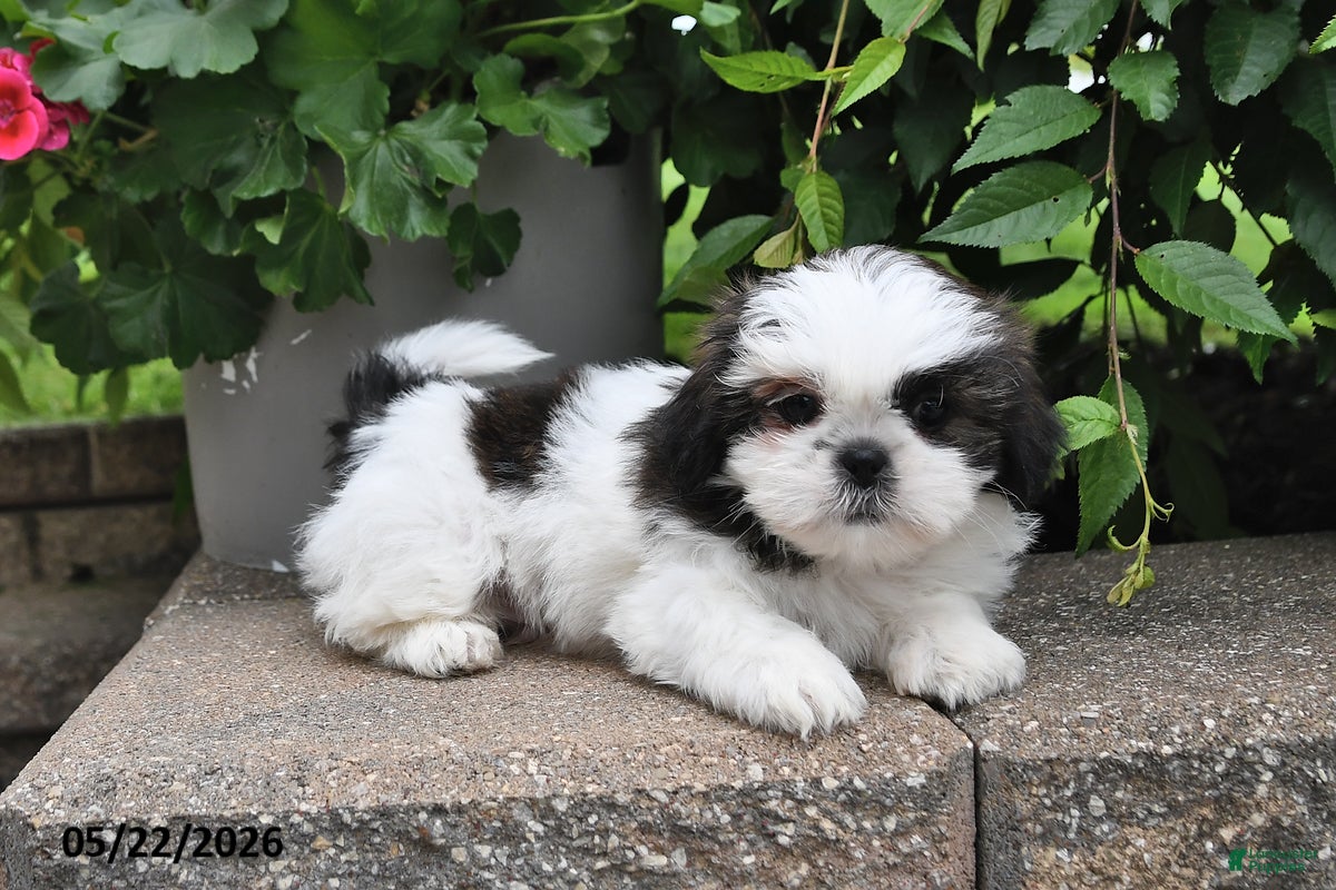 Shih Tzu dogs Bryan - Ad 2