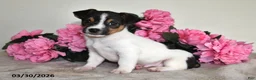 Jack Russell Terrier dogs for sale: Bouncer - Ad 3
