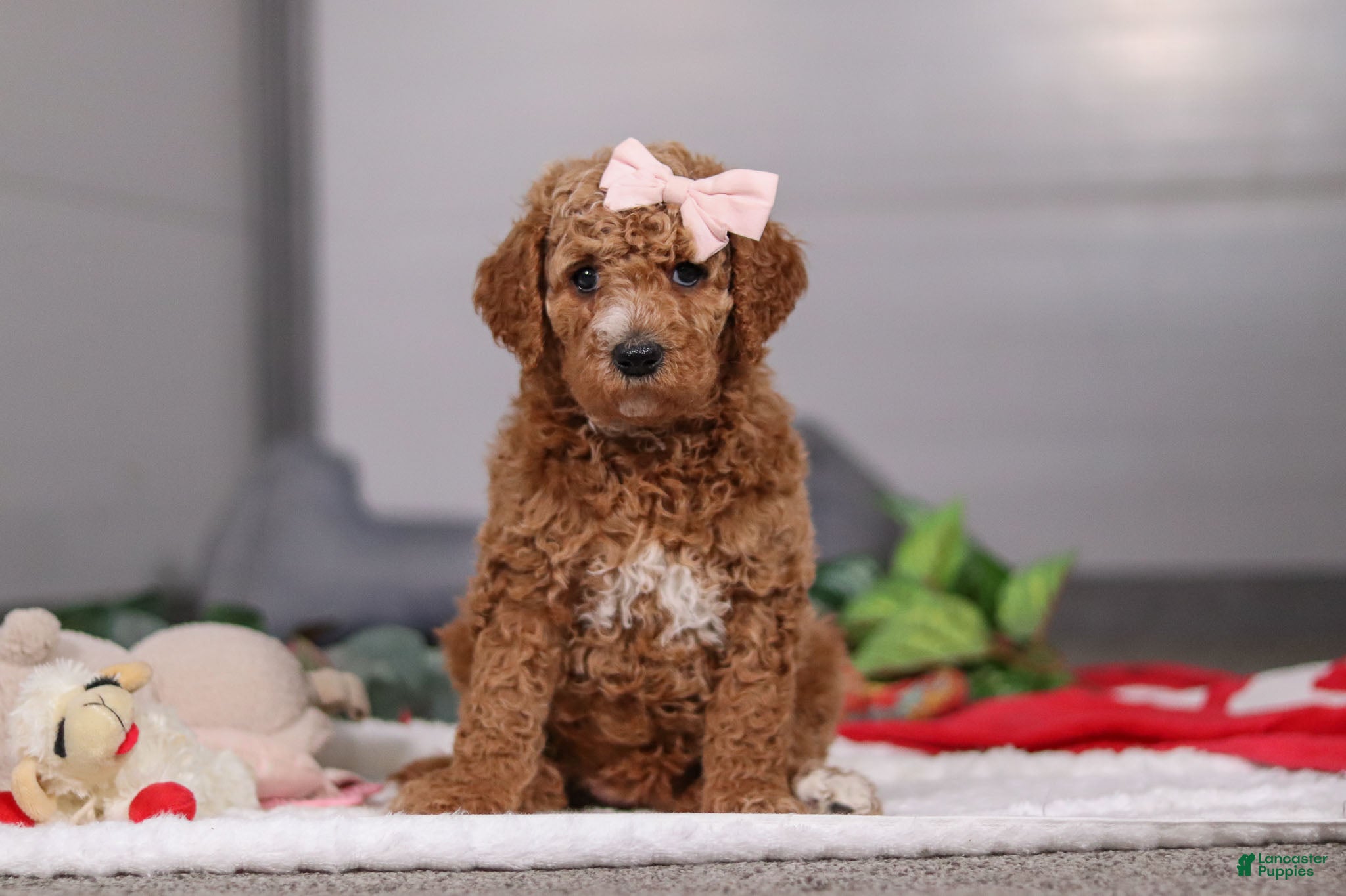 Standard Poodle dogs Mindy - Ad 30
