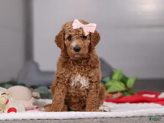 Standard Poodle dogs Mindy - Ad 35