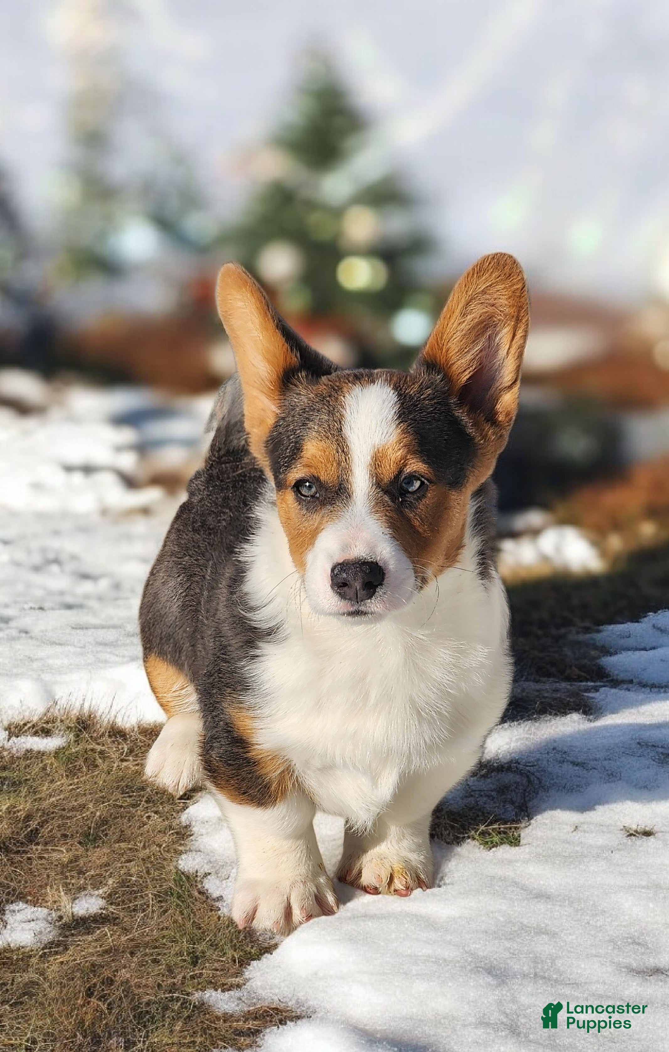 Welsh Corgi Pembroke dogs Axel Bluie - Ad 6