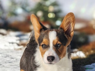 Welsh Corgi Pembroke dogs Axel Bluie - Ad 6