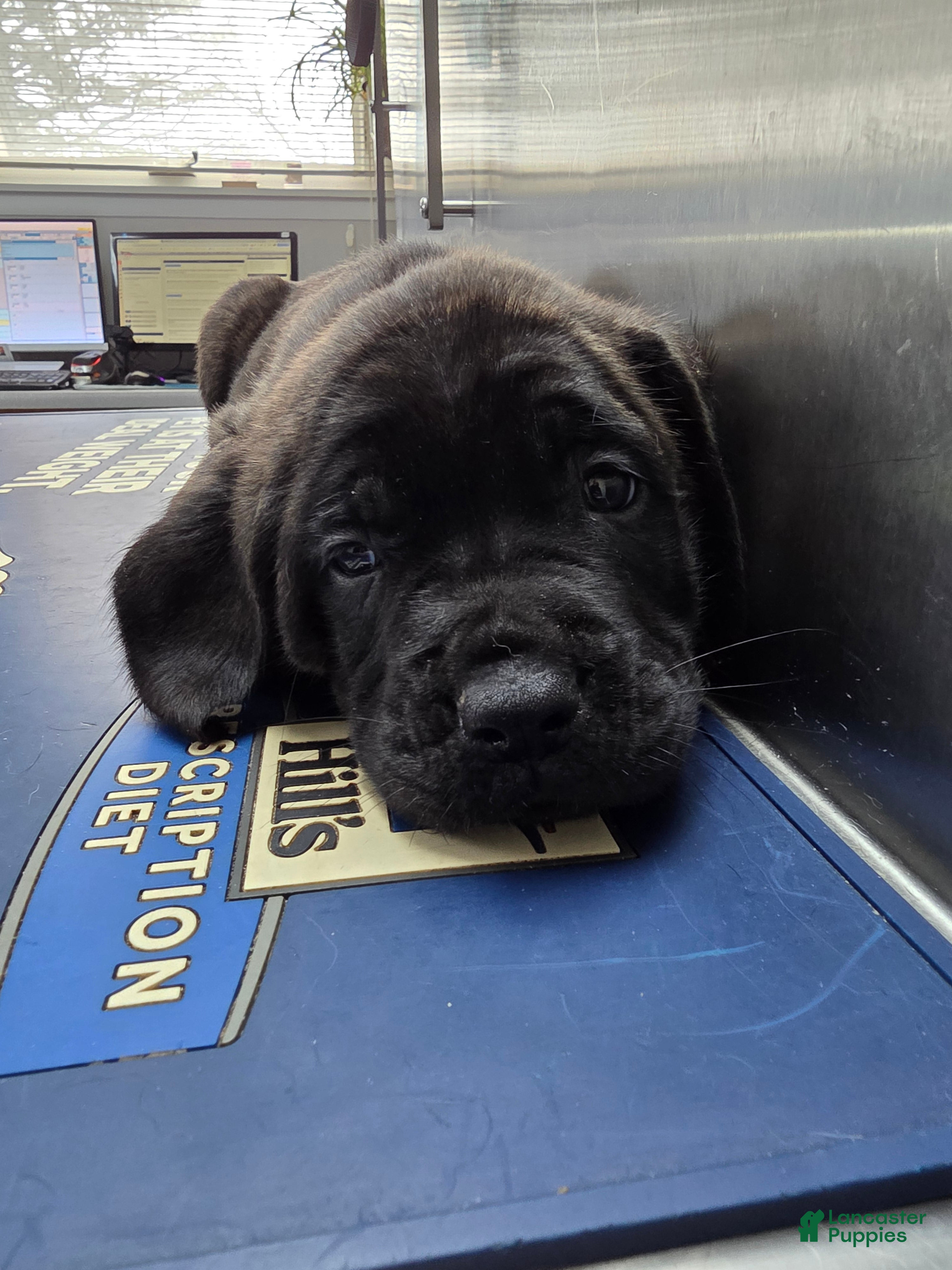 English Mastiff dogs English Mastiff Puppy 🩵 - Ad 13