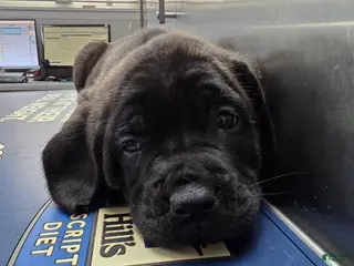 English Mastiff dogs English Mastiff Puppy 🩵 - Ad 13