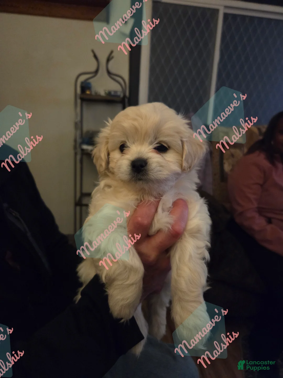 Gallery Image {{count}}