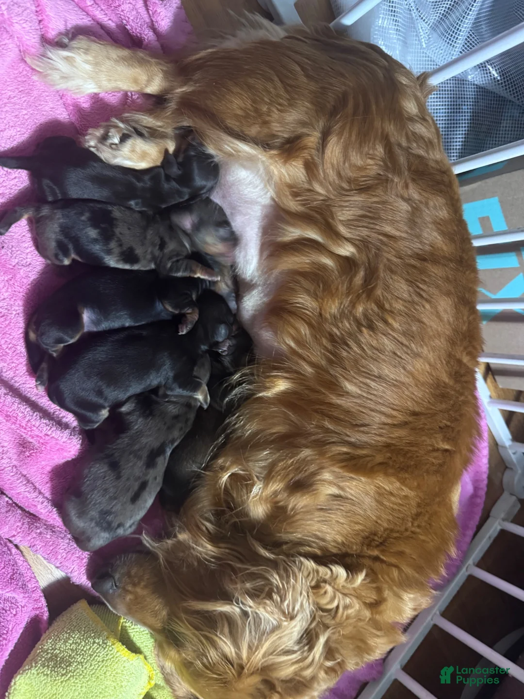 Miniature Dachshund dogs for sale: Miniature Dachshund 4 - Ad 2