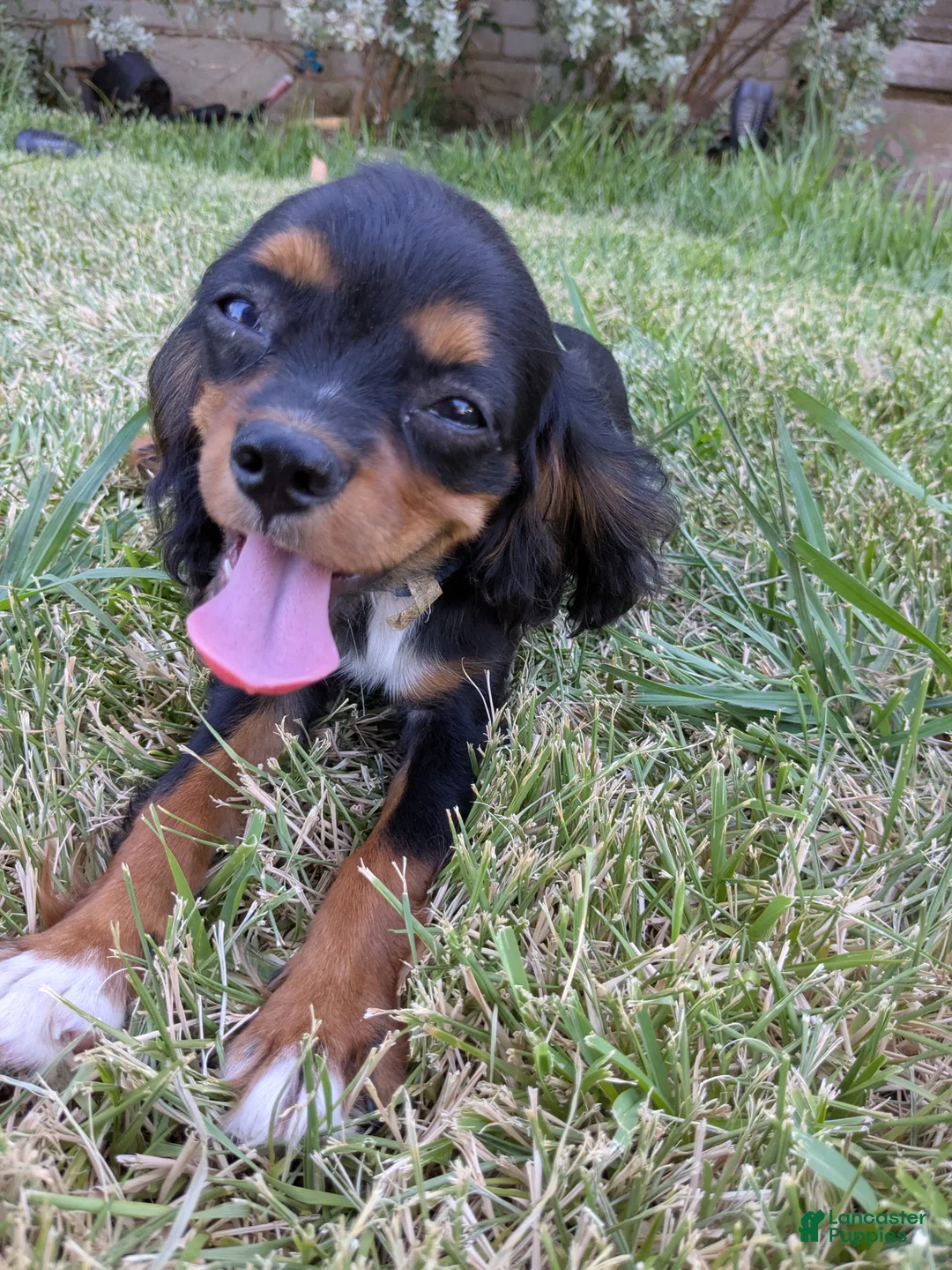 Cavalier King Charles Spaniel dogs for sale: Blue - Ad 1