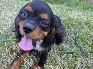 Cavalier King Charles Spaniel dogs Blue - Ad 8