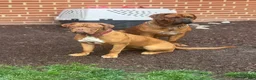 Dogue De Bordeaux dogs for sale: Dogue De Bordeaux Puppy 6 - Ad 6