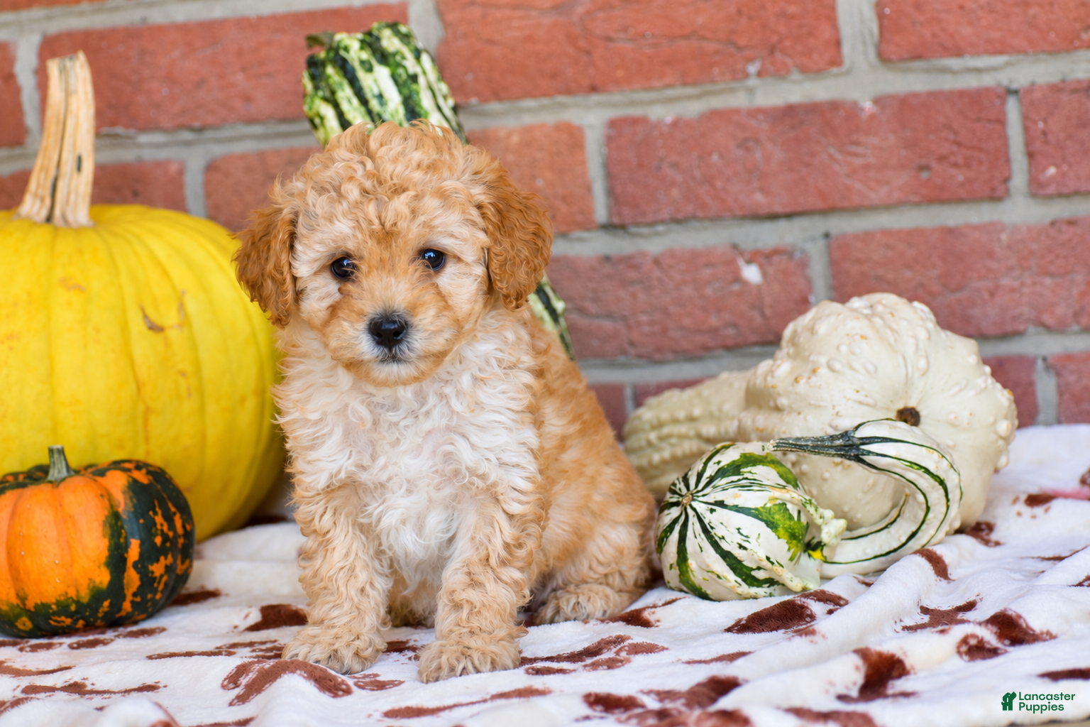 Miniature Poodle dogs for sale: Penelope - Ad 1