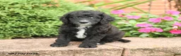 Miniature Poodle dogs for sale: Smokey - Ad 4