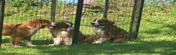 Mixed Breed dogs for sale: Marley - Ad 59