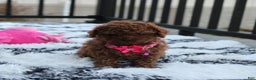 Toy Poodle dogs for sale: Bella - Ad 10