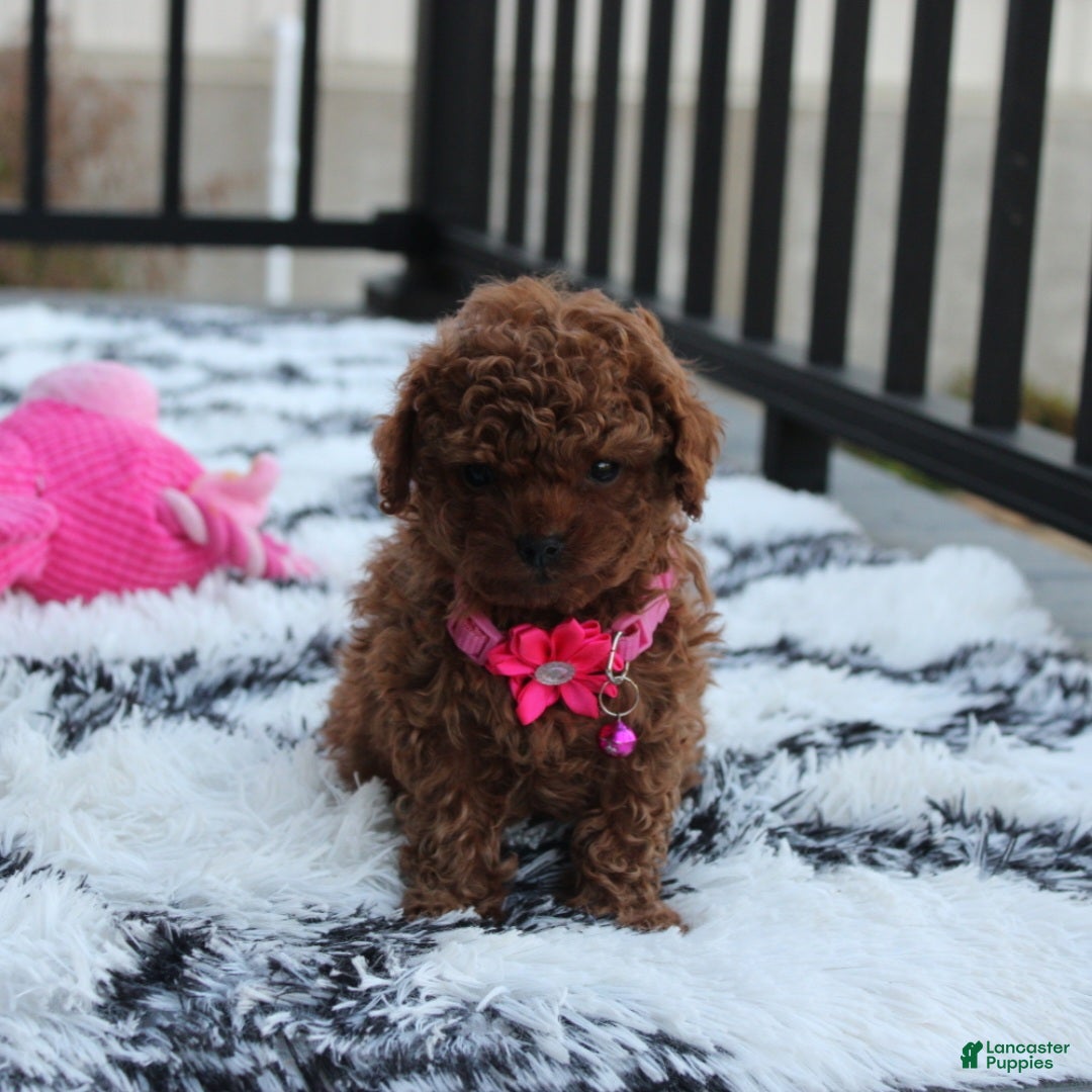 Toy Poodle dogs for sale: Bella - Ad 10