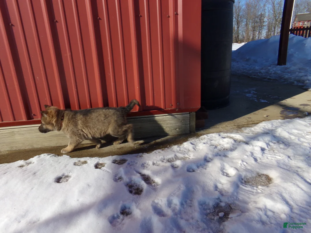 German Shepherd dogs for sale: Casper - Ad 2