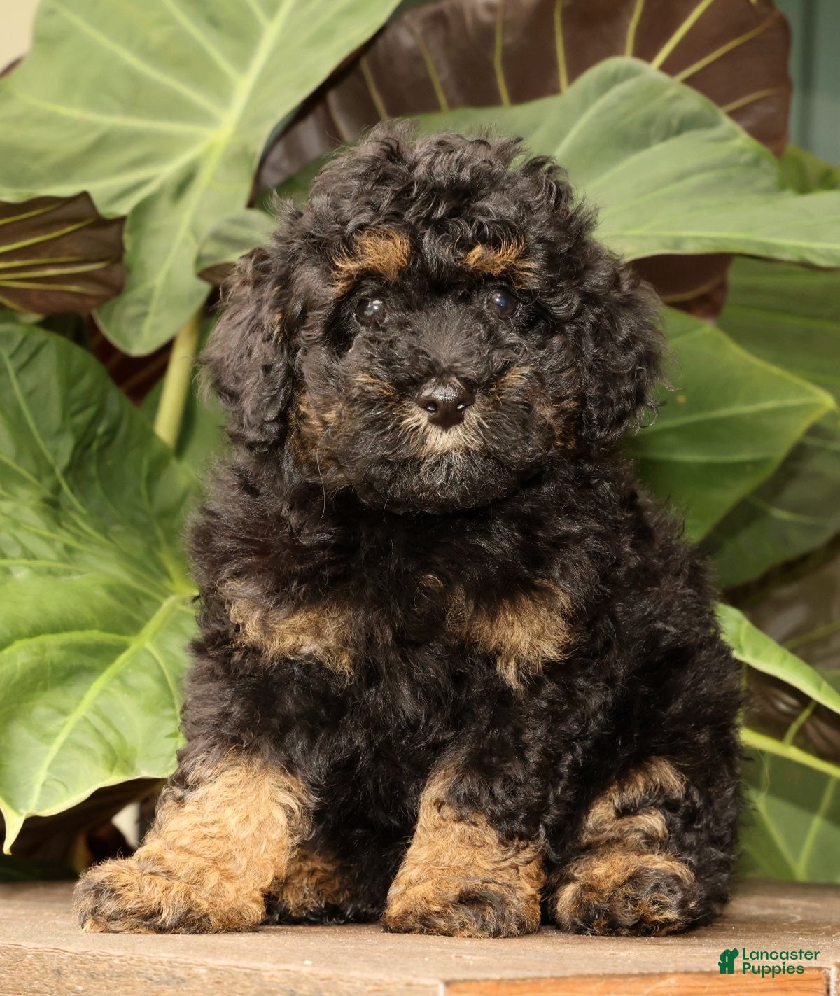 Mini Bernedoodle dogs Remi - Ad 1