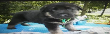 German Shepherd 1 Buster