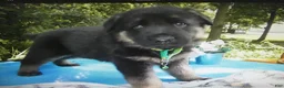 German Shepherd dogs for sale: German Shepherd 1 Buster - Ad 1