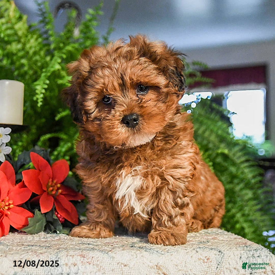 Shihpoo dogs for sale: Gingersnap - Ad 1