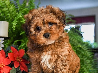 Shihpoo dogs Gingersnap - Ad 29