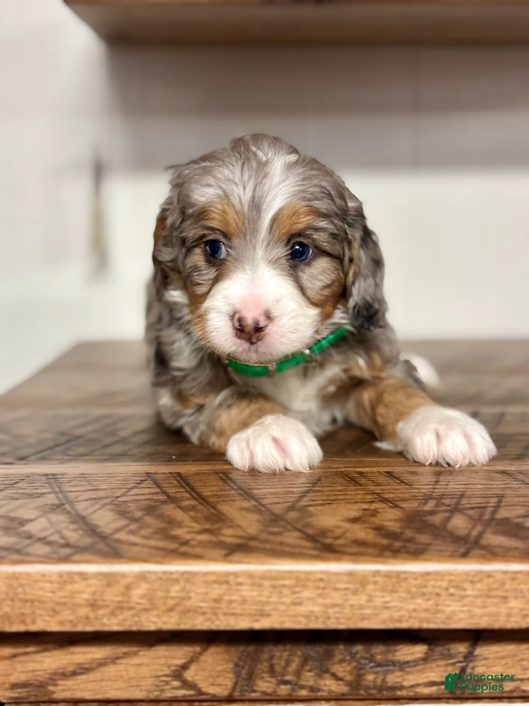 Mini Bernedoodle dogs for sale: Bailey Mini Bernedoodle Puppy 3 - Ad 2