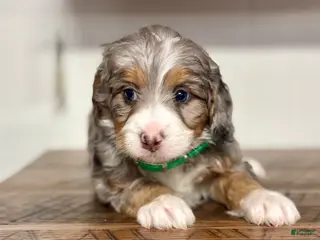 Mini Bernedoodle dogs Bailey Mini Bernedoodle Puppy 3 - Ad 6