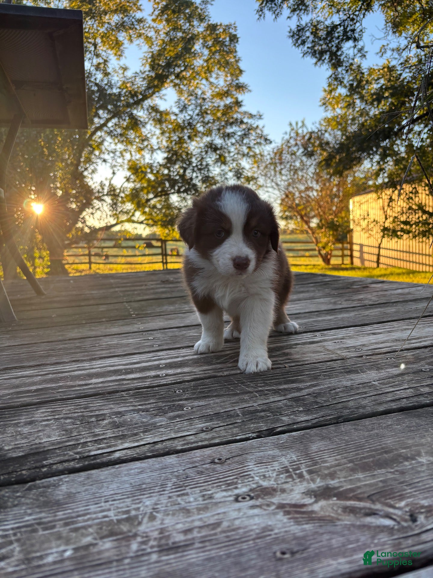 Australian Shepherd dogs for sale: Australian Shepherd 3 - Ad 8