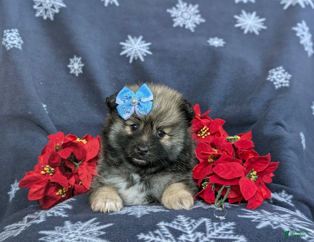 Pomeranian dogs for sale: Cleo - Ad 5