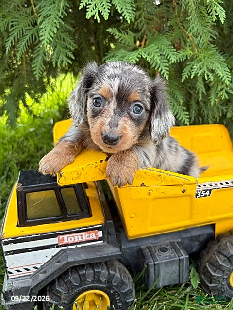 Crew, Dachshund