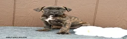 Cane Corso dogs for sale: Carmen - Ad 3