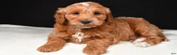 Goldendoodle dogs for sale: Gunner - Ad 5