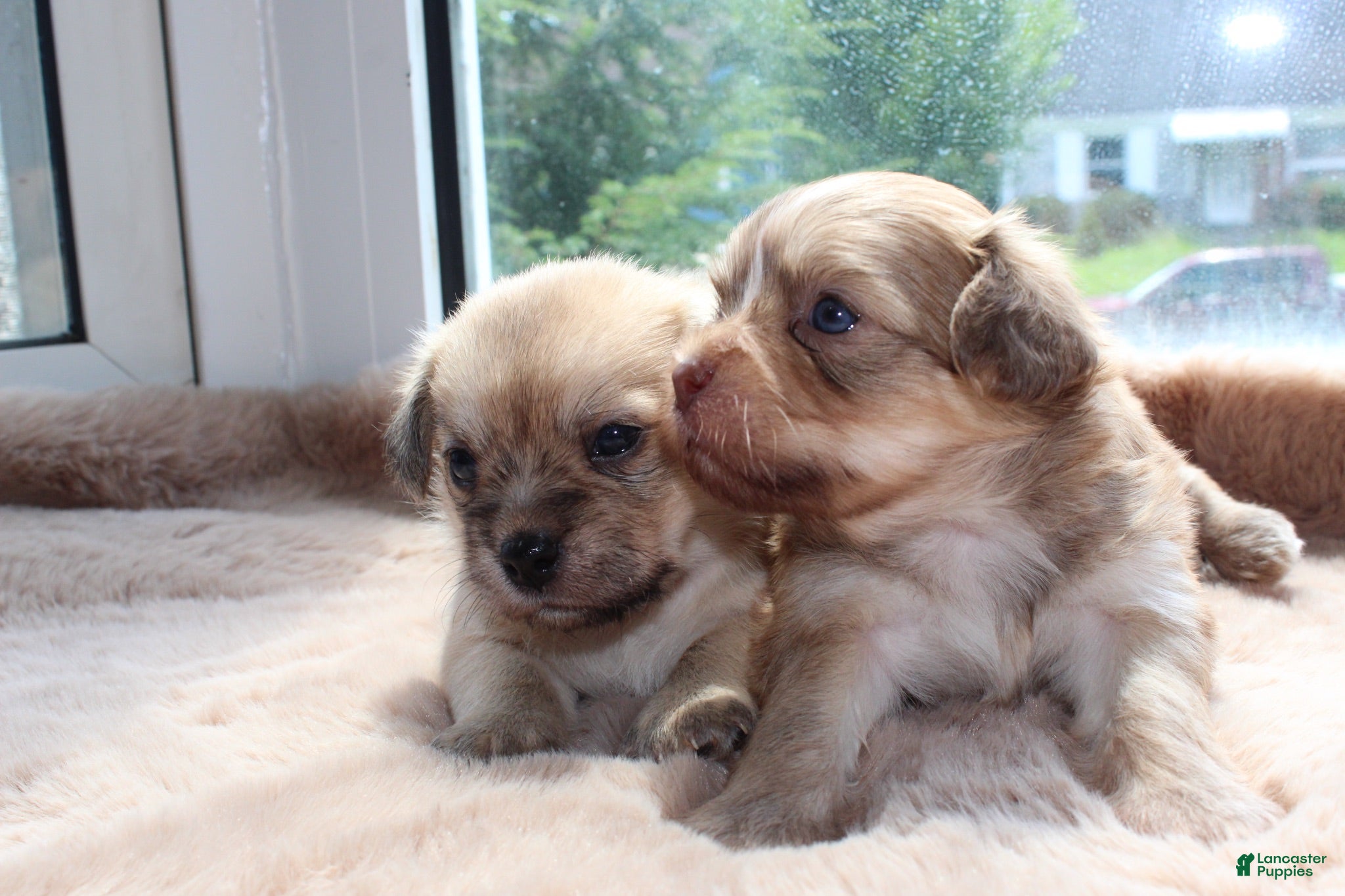 Mixed Breed dogs Mixed Breed 4 - Ad 32