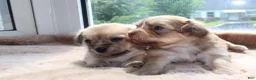 Mixed Breed dogs for sale: Mixed Breed 4 - Ad 1