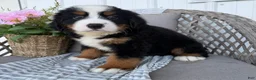 Bernese Mountain Dog dogs for sale: Chucky - Ad 5
