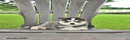 Pomsky dogs for sale: Andre - Ad 4