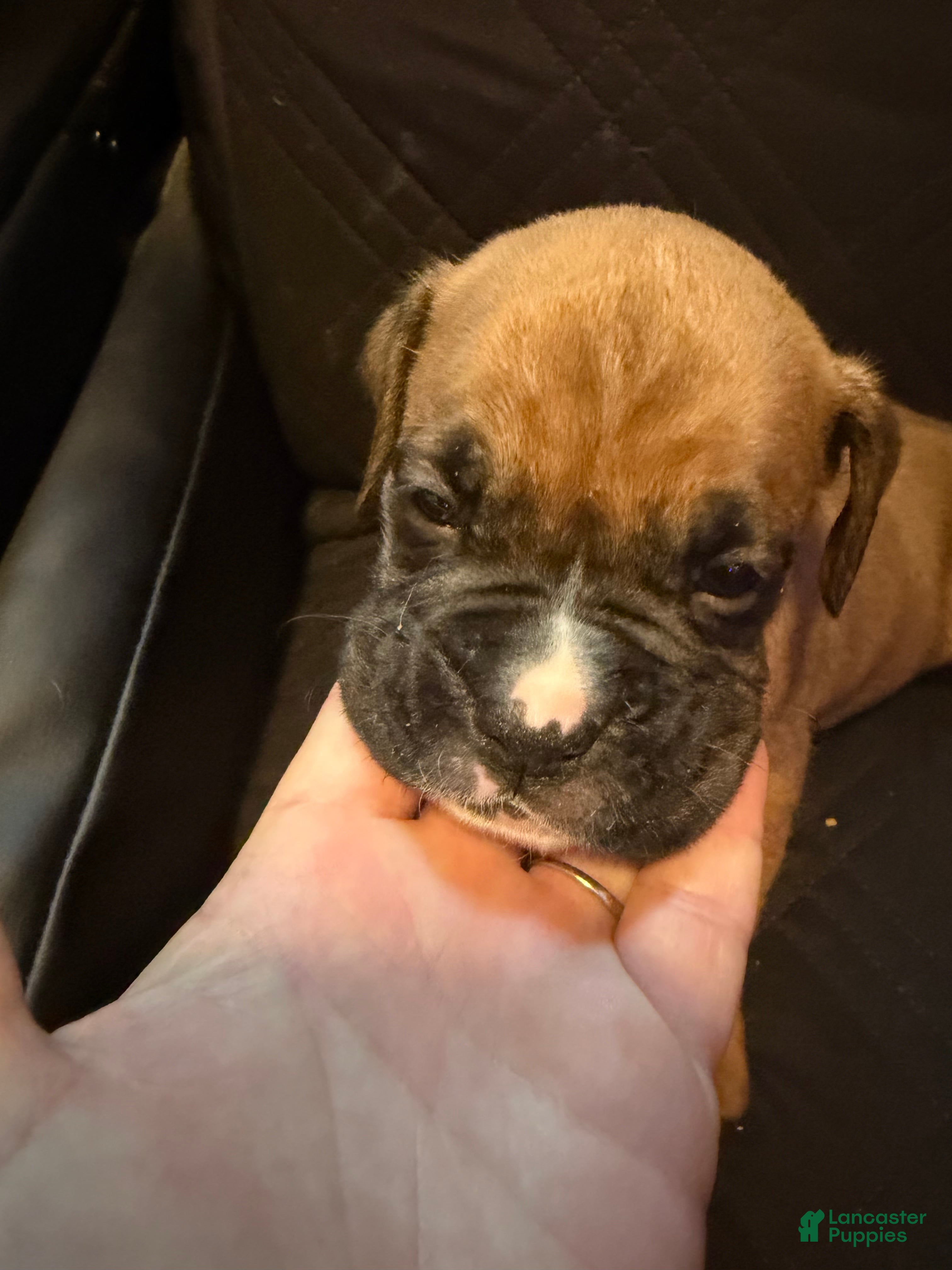 Boxer dogs Ryder - Ad 4