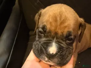 Boxer dogs Ryder - Ad 4