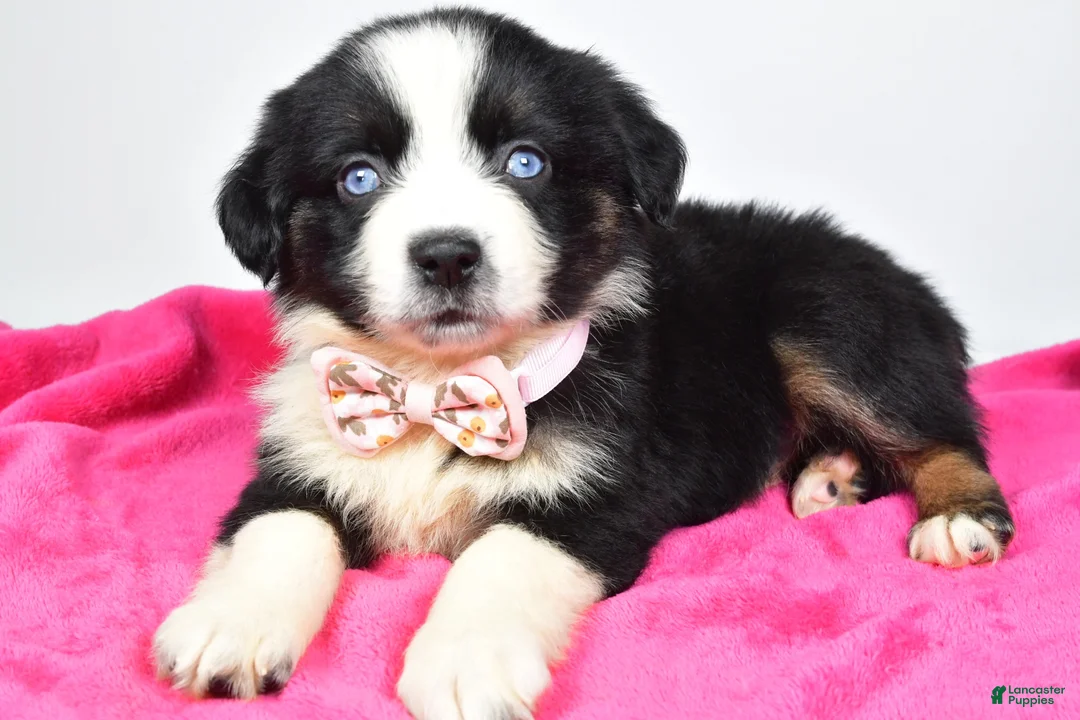 Miniature Australian Shepherd dogs for sale: Olivia - Ad 1