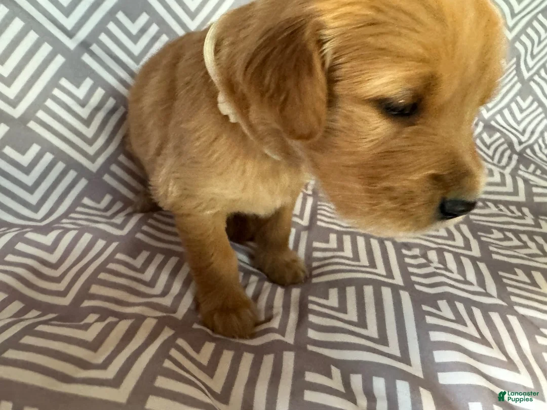 Golden Retriever dogs for sale: White - Ad 2
