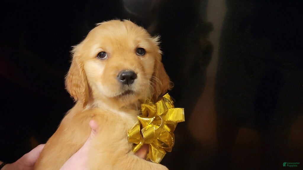 Golden Retriever dogs Golden Retriever Puppy 10 - Ad 9