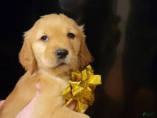 Golden Retriever dogs Golden Retriever Puppy 10 - Ad 9