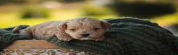 Shihpoo dogs for sale: Harold Shihpoo  - Ad 7
