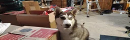Gerberian Shepsky dogs for sale: Midnight - Ad 4