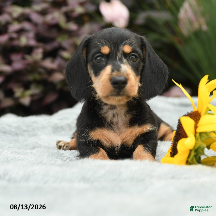 Dachshund dogs Rocky - Ad 2