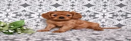 Cavalier King Charles Spaniel dogs for sale: Rusty - Ad 5